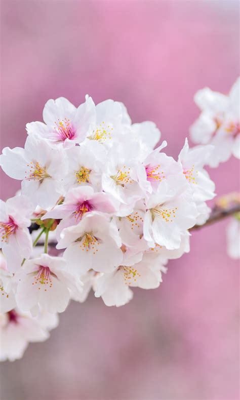 Download Wallpaper 480x800 Cherry Tree Flowers Blossom Pink Nokia X