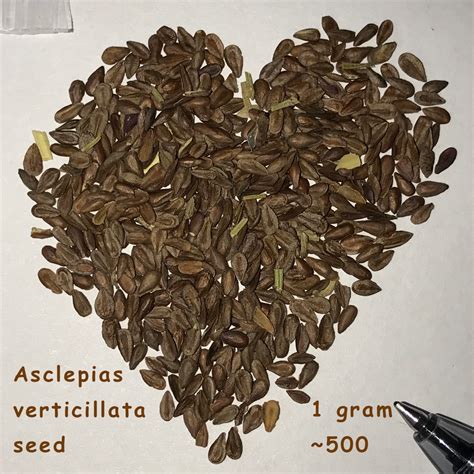 Place the seeds 1⁄4 in (0.64 cm) deep in your soil mix. Asclepias verticillata seed for sale.