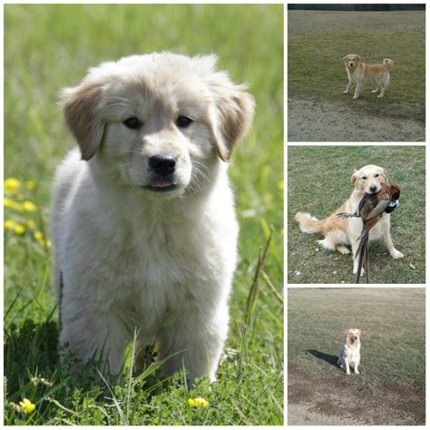 Also called white europeans, white… AKC Golden Retriever Puppies Wisconsin | Fox Cities