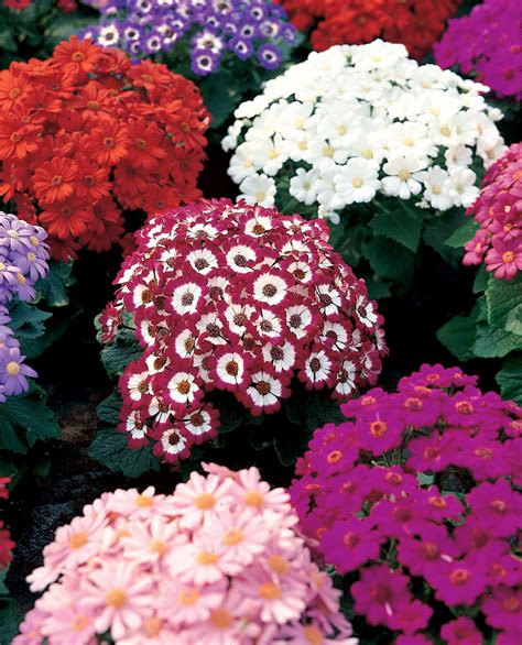 Cineraria Dwarf Mixed Pohlmans The Plant People Phone 07 5462 0477