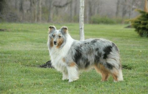 Contact pennsylvania old english sheepdog breeders near you using our free old english sheepdog breeder search tool below! Shetland Sheepdog Puppies For Sale | Bedford, PA #278495