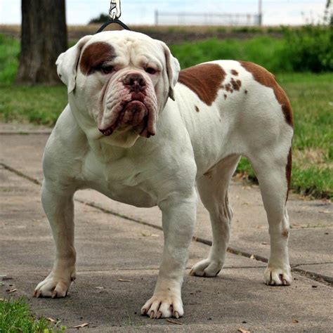 One can find english bulldog puppies for sale from websites such as puppy find which lists the sex, age and price of puppies available for sale. Olde Boston Bulldogge - My Dog Breeders - Part 52