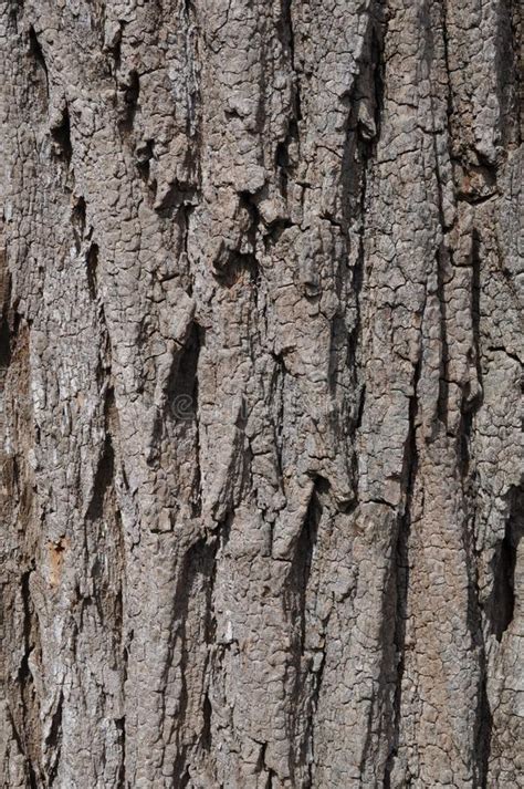 Black Locust Tree Bark Stock Image Image Of Brown Locust 49965969