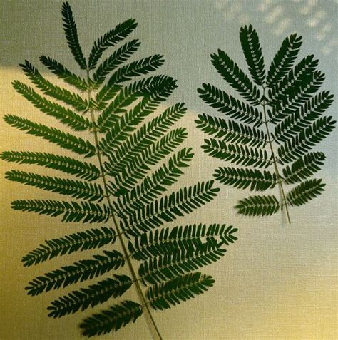 Mimosa Tree Leaflets Pressed Leaves Dried Leaves By Naturestrueart 2