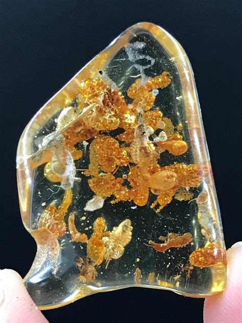 Amber Fossil Natural Decor Collectible Mineral Specime