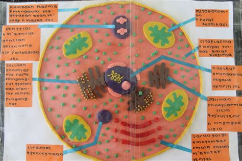 Struktur dasar sel hewan maupun sel tumbuhan adalah sama. Cikgu Nurul : Membina Model Sains Menggunakan Plastisin
