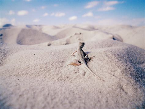 White Sands White Lizard White Sands New Mexico Flickr