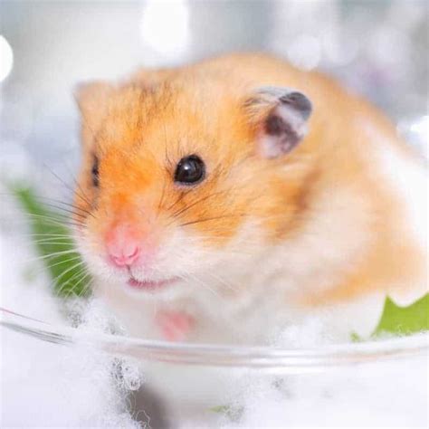 Chuột Hamster Winter White Siêu Đẹp Cực Cute NEW