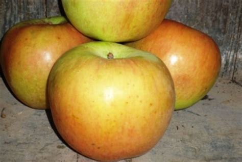 Pomme Grand Alexandre Ancienne Variété