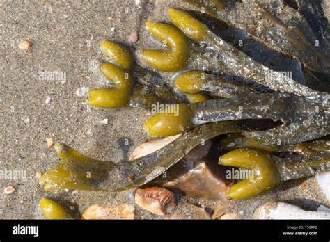 Close Up Of Bladderwrack Bladder Wrack Seaweed Species Fucus