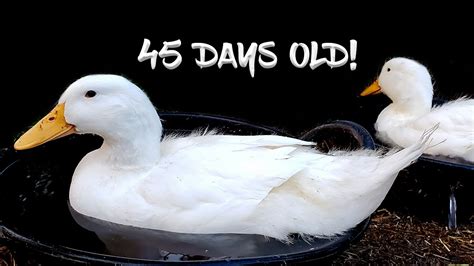 They are humanely raised and harvested a roasted pekin! From Duckling to Adult in 45 DAYS! Crazy Pekin Duck Growth ...