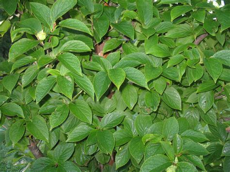 One species will grow to approx. Online Plant Guide - Stewartia koreana / Korean Stewartia