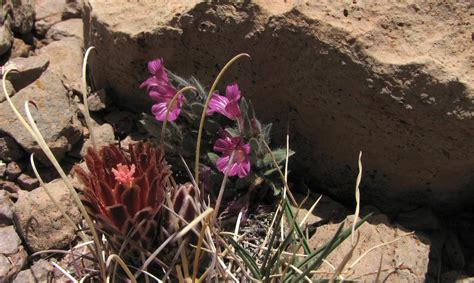 Native Plant Society Of New Mexico Las Cruces Chapter