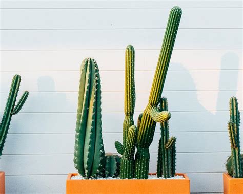8 Best Cactus Varieties To Grow Indoors