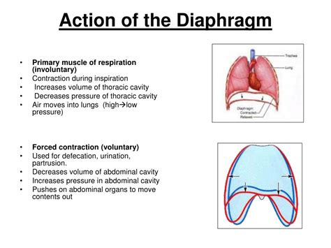Ppt Diaphragm Powerpoint Presentation Free Download Id5693821