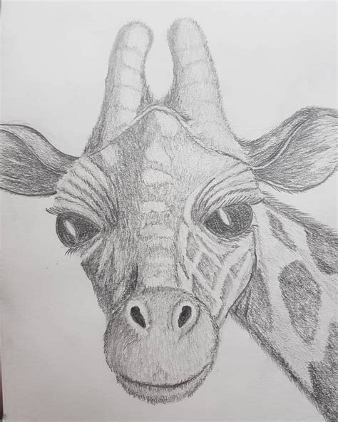 Giraffe Face Drawing Easy Lisbeth Wiles