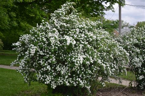 Snowmound Spirea Is A Late Spring To Early Summer