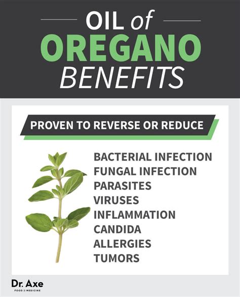 The Amazing Health Benefits Of Oregano Oil Health Reversal