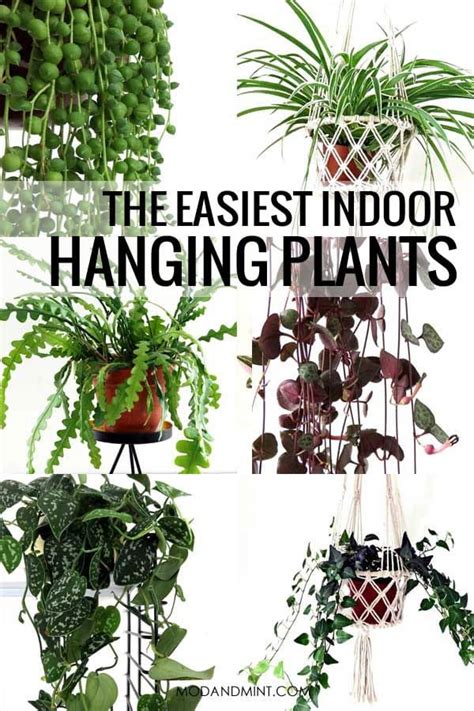 Easy Care Indoor Hanging Plants Hanging Plants Indoor Plants Best