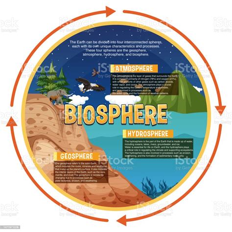 Biosphere Ecology Infographic For Learning Stock Illustration