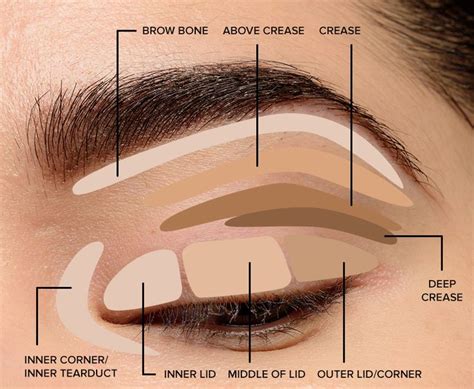 Beginner Eyeshadow Eyeshadow Tips Blending Eyeshadow How To Apply