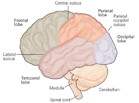 3 Anatomie Du Cortex Le Cortex Cérébral Présente 4 Lobes Frontal Download Scientific