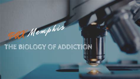 The Biology Of Addiction Pax Memphis Recovery Center