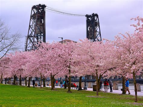 The Best Places To See Cherry Blossoms In The Us Business Insider