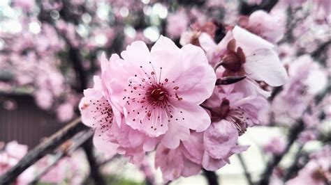 Cherry Blossom Festival Sydney Auburn Botanical Garden Sakura