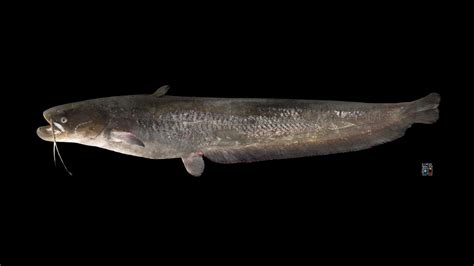 ナマズ （マナマズ）♀ Amur Catfish Silurus Asotus Download Free 3d Model By