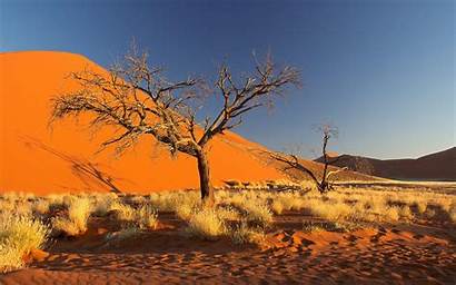Namibia Desert Namib Africa Tree Sky Sand