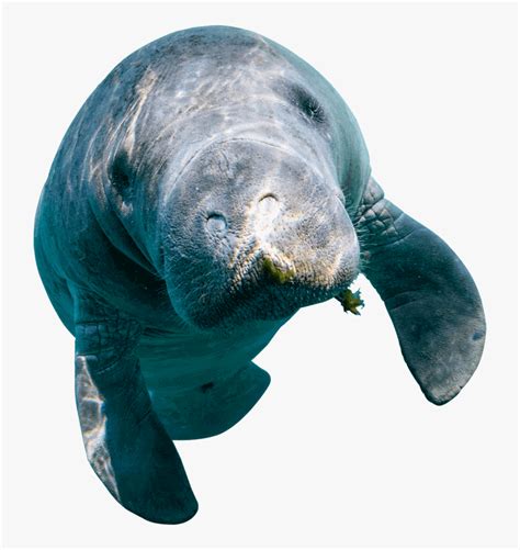 Dugongs (dugong dugon), also known as sea cows, have a broad but fragmented range, encompassing tropical waters from east africa to vanuatu, about 26 degrees both north and south of the equator. Dugong, HD Png Download , Transparent Png Image - PNGitem