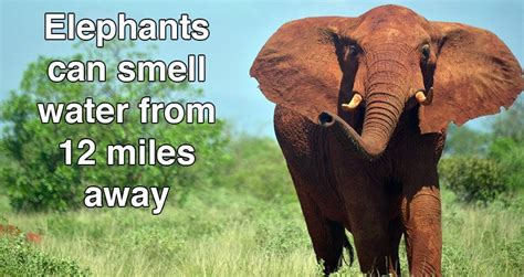 21 Elephant Facts Youll Never Forget