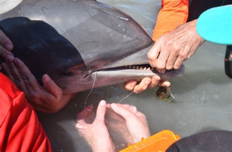 Rescues Interventions And Monitoring Sarasota Dolphin Research Program