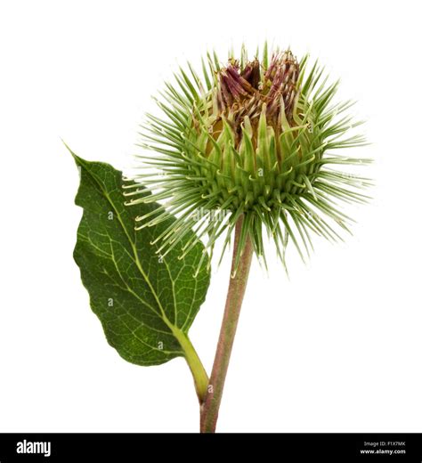 Thistle Flower Isolated On The White Background Stock Photo Alamy