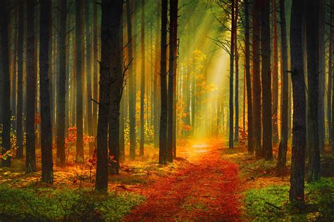 Seasons Autumn Forest Trunk Tree Rays Of Light Trail Nature Wallpaper