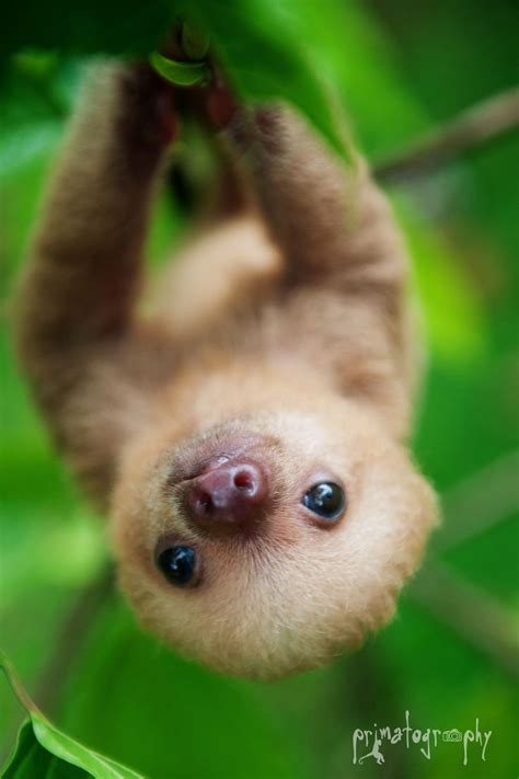 A Baby Sloth Hanging From A Tree Branch