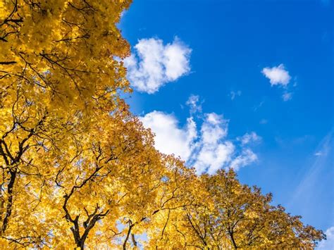 Premium Photo Autumn Vivid Yellow Maple Trees Foliage On Blue Sky