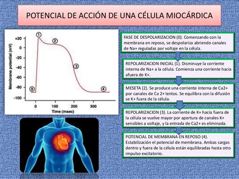 Potenciales De Acción En Corazón