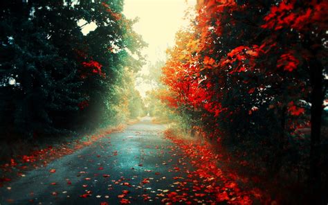 Wallpaper Sunlight Trees Forest Fall Leaves Red Reflection Road Morning Light Tree