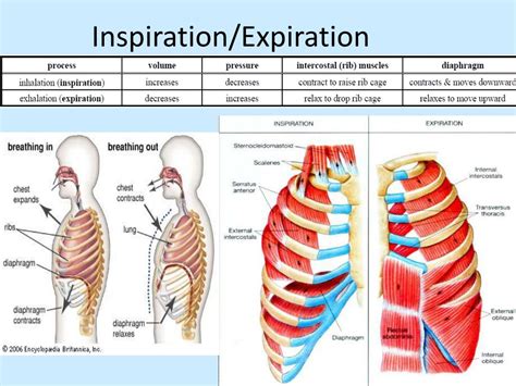 Ppt The Respiratory System Powerpoint Presentation Free Download