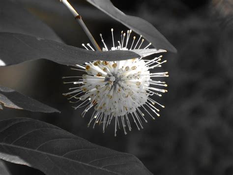 Forest Star Photograph By Melissa Gallant Fine Art America