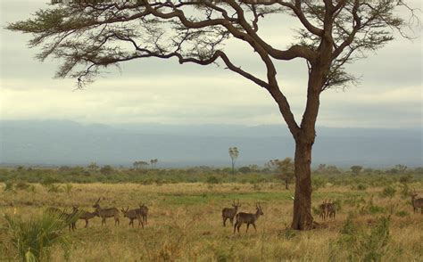 Lake naivasha is a beautiful freshwater lake, fringed by thick papyrus. Lake Naivasha National Park - Safari World