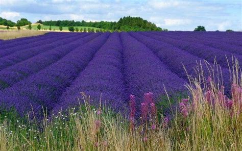 Landscape Field Flowers Lavender Purple Flowers Wallpapers Hd