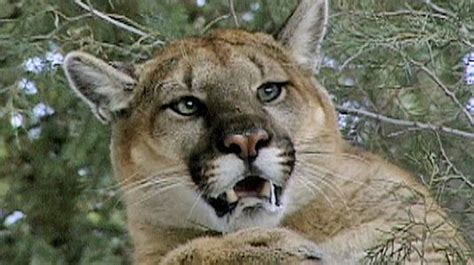 Trail Of The Cougar Cougar Attacks Nature Pbs