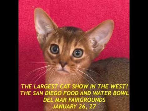 This year's annual holiday festival in san diego's balboa park will take place december 7 and december 8, 2018. San Diego Cat Show Jan 26-27 2019, Del Mar CA - YouTube