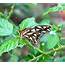 Gulf Fritillary Butterfly Passionflower Vine