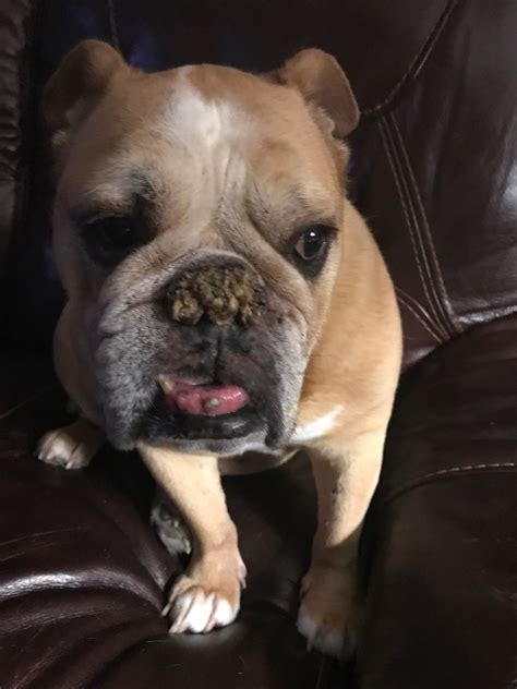 My English Bulldog Has A Crusty Growth Covering Her Nose It Isnt Dry