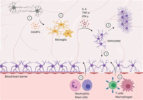 Frontiers Immune Response In Neurological Pathology Emerging Role Of