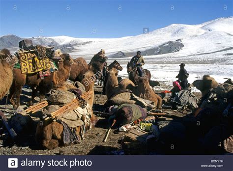 Mongolia Yak Winter Hi Res Stock Photography And Images Alamy